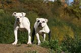 BOULEDOGUE AMERICAIN 340